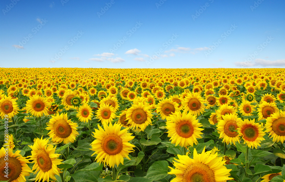 Poster sunflowers field on sky