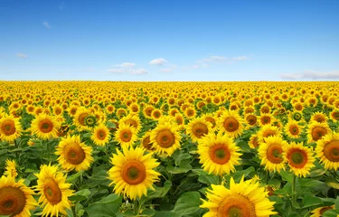 Fotobehang Zonnebloem zonnebloemen veld op sky