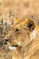 Portrait of the Queen of Savannah from Africa. Masai Mara, Kenya