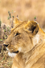 Lioness from Africa. Masai Mara, Kenya