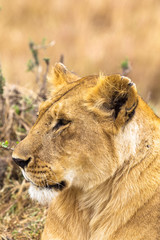 Fototapeta na wymiar Portrait of the Queen of Savannah from Masai Mara. Kenya, Africa