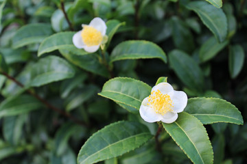 緑茶の花