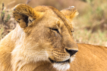 Portrait of a sleeping queen of the savannah. Kenya, Africa