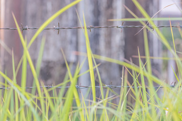 blurred of green grass for background