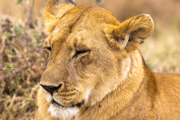 A beautiful lioness from Africa. Masai Mara, Kenya