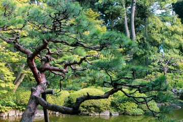 日本庭園の松