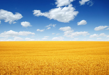 wheat field and clouds