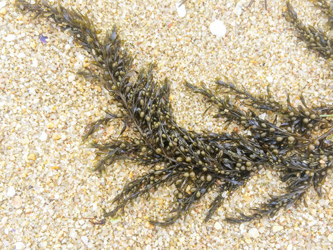 Japanese wireweed