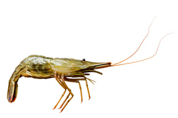 Fresh sea shrimp