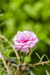 Pink common purslane or portulaca oleracea , verdolaga, red root, pigweed, little hogweed , pursley in garden