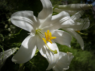 Beautiful white lilies on a natural dark background of a mysterious garden.