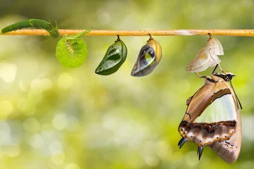 Cercles muraux Papillon Transformaion of common nawab butterfly ( Polyura athamas )  emerged from caterpillar and chrysalis , metamorphosis , growth , life cycle hanging on twig