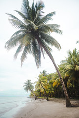 Palm trees on a white sand paradise beach on an overcast day in Livingston, east Guatemala