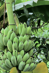 Growth of bananas In the botanical garden there are many kinds of genetics. Both edible and inedible. Bananas are also a botanical garden as well. It is a fruit that has many benefits. You can find it