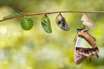 Transformaion van gewone nawab vlinder (Polyura athamas) voortgekomen uit rups en pop, metamorfose, groei, levenscyclus opknoping op takje