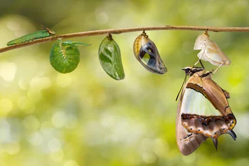 Keuken foto achterwand Vlinder Transformaion van gewone nawab vlinder (Polyura athamas) voortgekomen uit rups en pop, metamorfose, groei, levenscyclus opknoping op takje