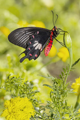 Common Rose Butterfly ( Pachliopta aristolochiae ) hanging on flower