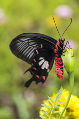 Common Rose Butterfly ( Pachliopta aristolochiae ) hanging on flower