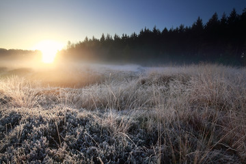 sunrise light over forest frosed meadow