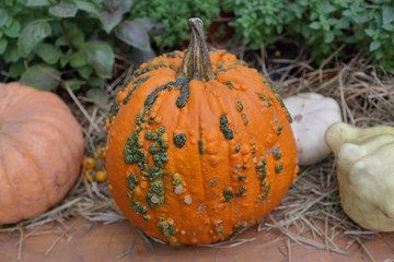 An unusual large pumpkin in the backyard of a farm
