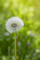 Close up white candelion flower seed ( Taraxacum ) on green grass field i