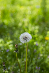 Close up white candelion flower seed ( Taraxacum ) on green grass field i