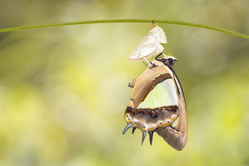 Common nawab butterfly ( Polyura athamas )  emerged from chrysalis , metamorphosis and hanging on...