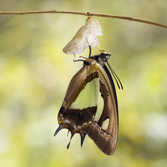 Common nawab butterfly ( Polyura athamas )  emerged from chrysalis , metamorphosis and hanging on...