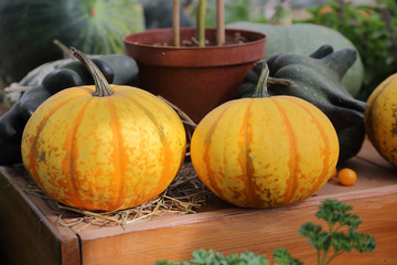 An unusual large pumpkin in the backyard of a farm
