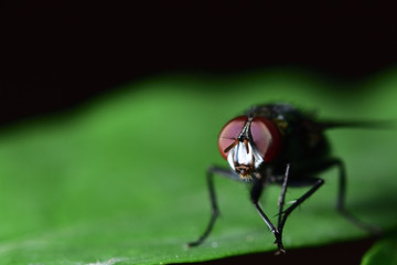 Flies with a green body. I found it on the green leaves. Within the botanical garden