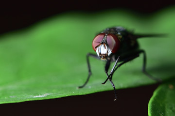 Flies with a green body. I found it on the green leaves. Within the botanical garden