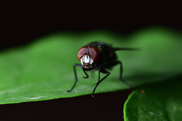 Flies with a green body. I found it on the green leaves. Within the botanical garden