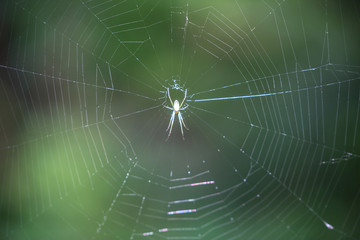 Colorful spider on a web in the Himalayas