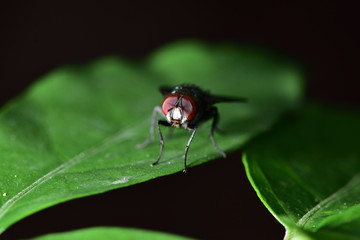 Flies with a green body. I found it on the green leaves. Within the botanical garden