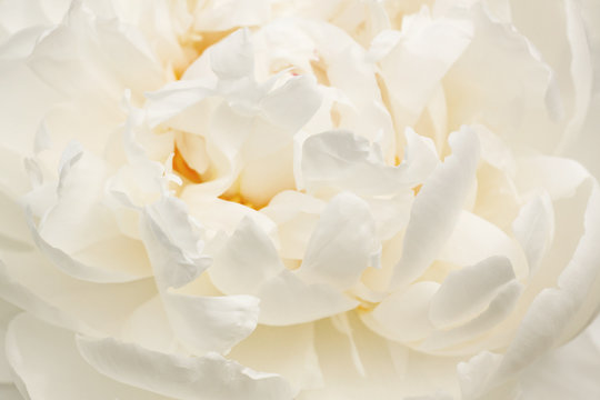 Fototapeta close up of white peony flower