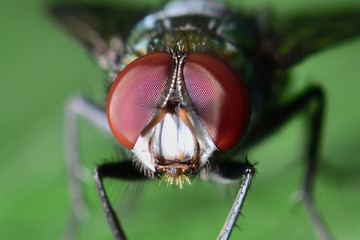 Flies with a green body. I found it on the green leaves. Within the botanical garden