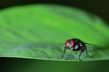 Flies with a green body. I found it on the green leaves. Within the botanical garden