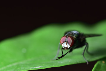 Flies with a green body. I found it on the green leaves. Within the botanical garden