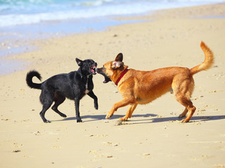 Two  dogs are fighting and barking on the beach