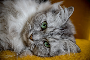 Le chat gris à poils longs sur un fauteuil jaune