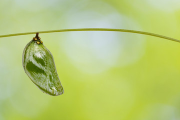 Chrysalis of common nawab butterfly ( Polyura athamas ) hanging on host plant twig