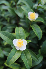 Obraz premium 緑茶の花