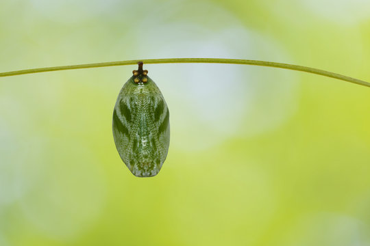 Chrysalis of common nawab butterfly ( Polyura athamas ) hanging on host plant twig