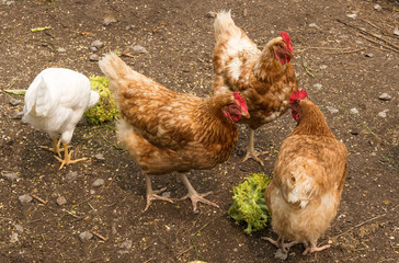 Chickens on free-run farm eating broccoli