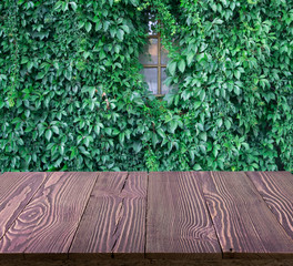 Lush green wall of hedera helix or creeper ivy carpet foliage pattern