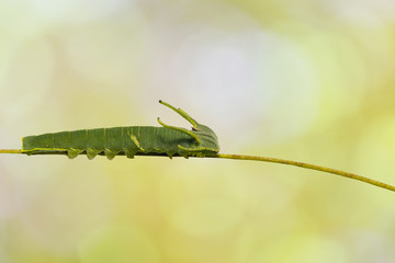 Caterpillar of common nawab butterfly ( Polyura athamas ) in 5th stage on twig