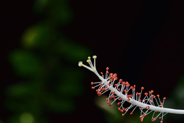 White hibiscus flowers in the botanical gardens. It has delicate white petals. Orange and yellow pollen.