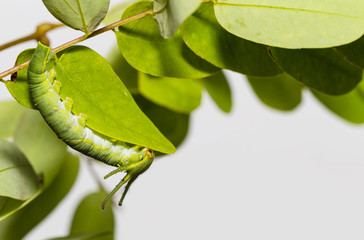 Caterpillar of common nawab butterfly ( Polyura athamas ) in 5th stage walking on floor