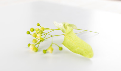 Linden Flowers Background