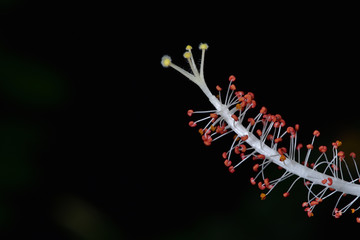 White hibiscus flowers in the botanical gardens. It has delicate white petals. Orange and yellow pollen.